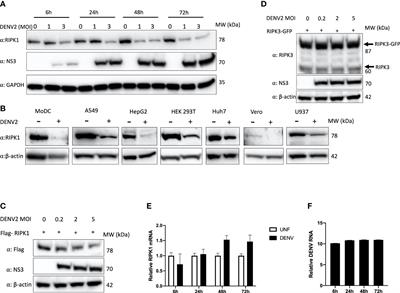 Dengue virus downregulates TNFR1- and TLR3-stimulated NF-κB activation by targeting RIPK1